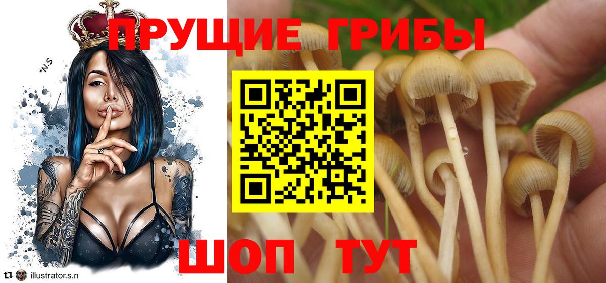 Галлюциногенные грибы прущие грибы Острогожск